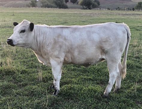 FullSizeR_01 - British White Cattle Society Australia