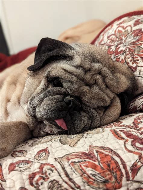 Tegan’s very first pug rug! what an exciting milestone. : r/pugs