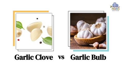 Garlic Bulb