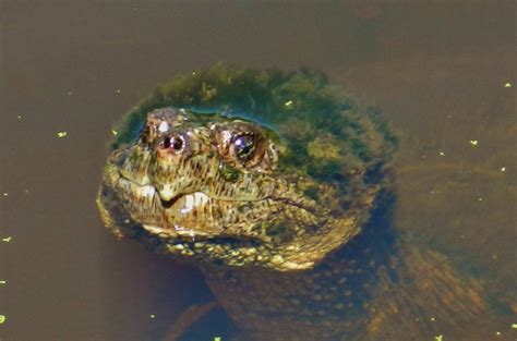 Snapping Turtle Front Face 的图像结果