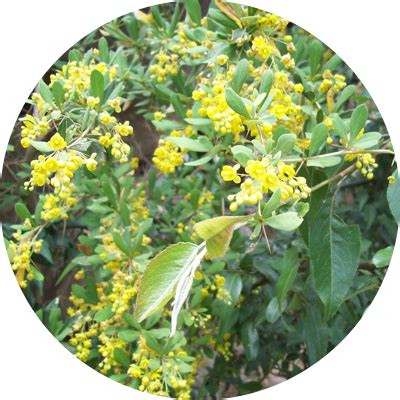 Daruharidra (Berberis Aristata) – Millennium Herbal Care Limited