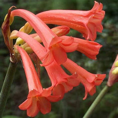 Ifafa Lily Red Bulbs – Sweetly Scented Blooms | AllThatGrows