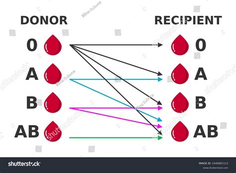 Blood Groups Donor Recipients Blood Type Stock Vector (Royalty Free ...