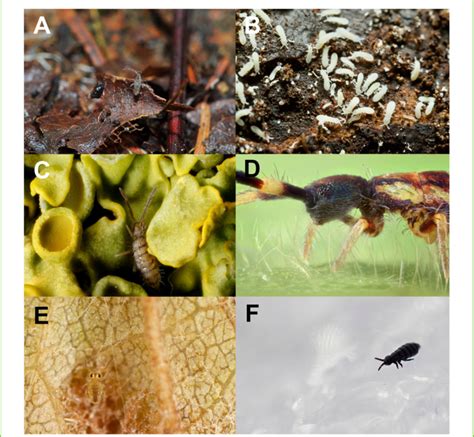 Image result for Biting Spring Tails