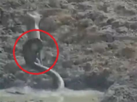 Image result for Python Attacks Deer