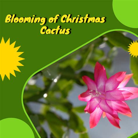 How to Get Christmas Cactus to Bloom - HouseplantJoy.com
