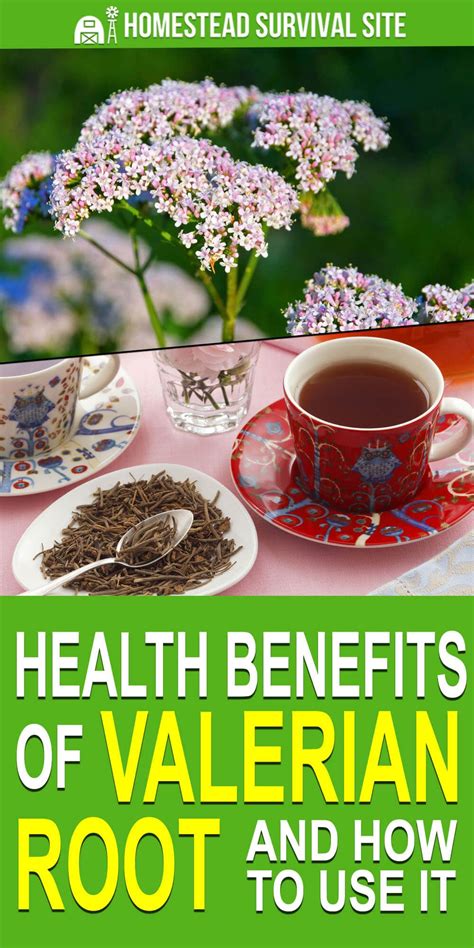 holistic health valerian root