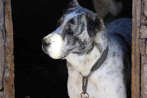 Armenian Gampr Dog Breed Complete Guide - A-Z Animals