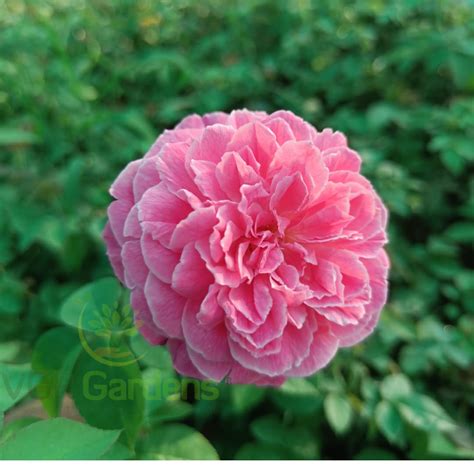 VGR Gardens® Nattu Rose Plant | Nadan | Nattu Roja Chedi | Desi Rose ...