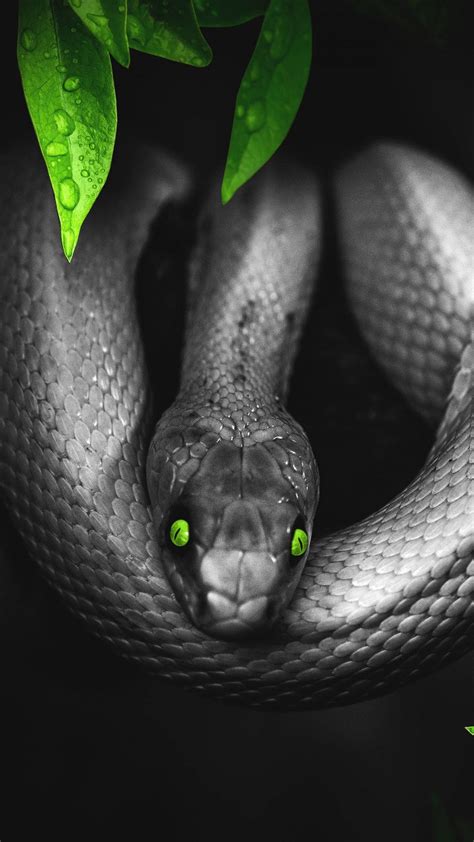 Download Black Mamba Snake Green Eyes Wallpaper | Wallpapers.com