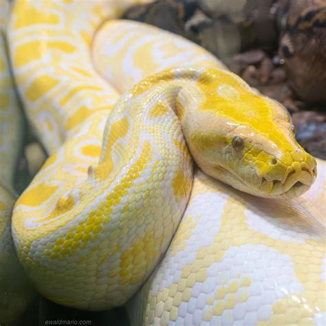 Image result for Netzpython