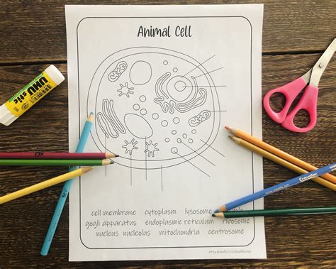 Free animal cells coloring worksheet, Download Free animal cells ...
