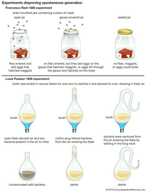 spontaneous generation | Examples & Experiments | Britannica