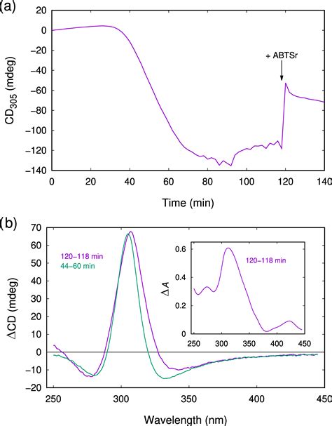Reaction of N-Acetylcysteine with Cu2+: Appearance of Intermediates ...