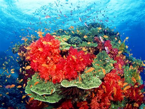 Genesis Nature Blog: Coral Reef Habitats