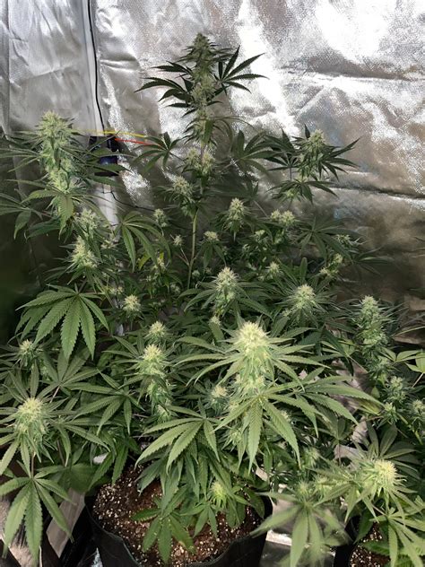 Happy frog soil, high ppm and low PH - #61 by yoshi - Grow Cycle - I ...