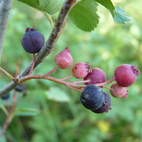 Image result for Serviceberries Tree