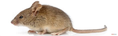 CCMB A.B.Patel's Lab