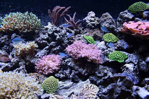 Common Plants In Coral Reefs at Jordan Timperley blog
