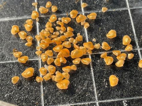 Juvenile Appalachian monkeyface on petri dish. Photo by Time Lane ...