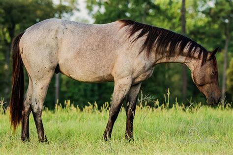 AQHA BAY ROAN QUARTER HORSE 14.1HH 2.5 YEARS OLD