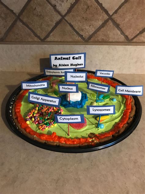 How to make an edible plant cell project for school – Artofit