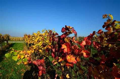Wine leaves in autumn | Premium Photo