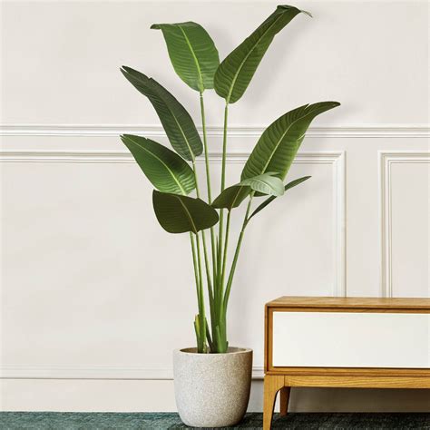 Indoor floor plants – Artofit
