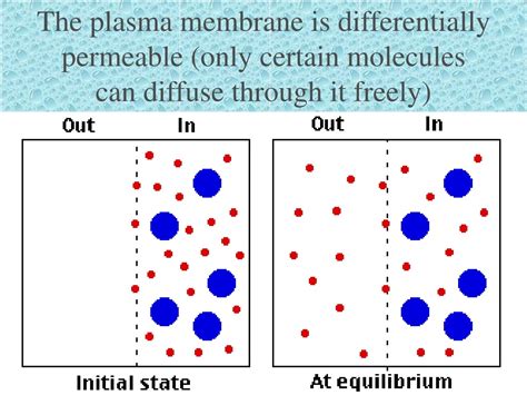 PPT - Cell Membranes and Transport PowerPoint Presentation, free ...