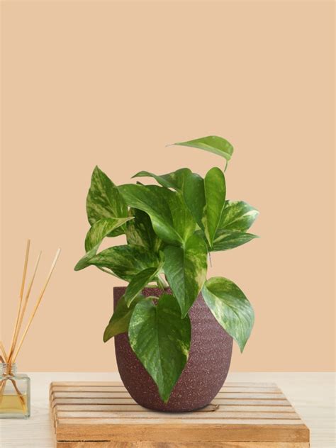 Indoor Small Plants in Eco Series Pots – Greenkin