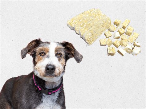Can Dogs Eat Tempeh