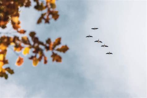 Fotografieren im Herbst - Tipps für Motive & Technik