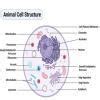 draw the cabled digram of plant cell and animal cell and write the ...