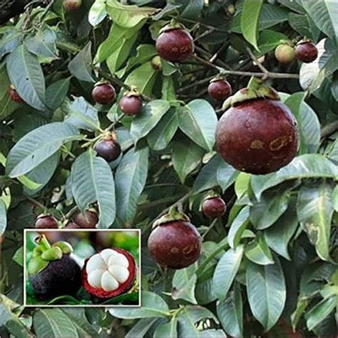 Mangosteen Garcinia Mangostana Live Plant | Exotic Queen of Fruits for ...