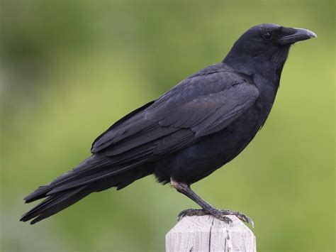 Fish Crow - eBird