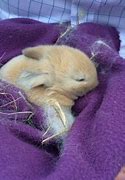 Image result for Black and White Bunnies