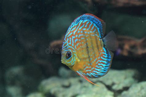 Image result for Blue Discus Fish