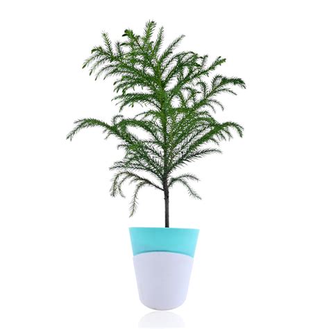 Araucaria Heterophylla- Norfolk Island Pine With Self Watering Pot ...