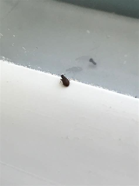 Little Black Bugs In My Camper at Alan Darlington blog