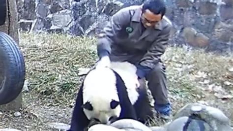 旅美大熊猫遭虐待又被曝光！如果不能善待，请让我们的国宝回家！_竹子