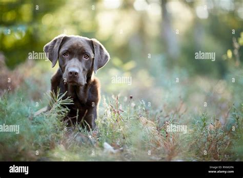 Image result for Adult Labrador