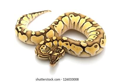 Image result for Lesser Ball Python