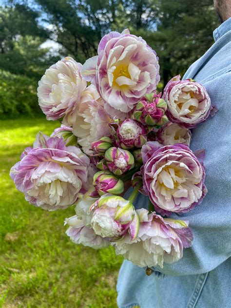 Strawberry Seeds and Rootstock – Pinetree Garden Seeds