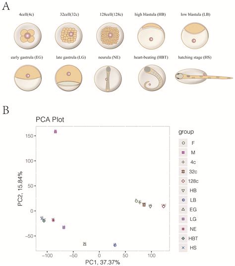 Xenopus Embryos
