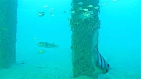 Flagler Pier Live Cam 的图像结果