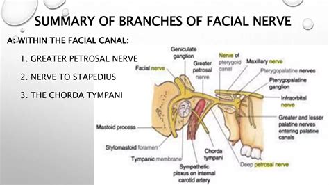 Facial nerve seminar | PPTX
