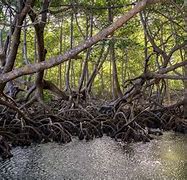 Image result for mangrove