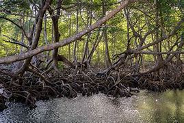 mangrove 的图像结果