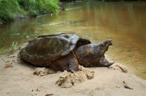 Image result for Alligator Snapping Turtle Shell