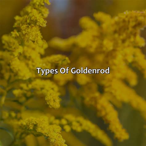 What Color Is Goldenrod - colorscombo.com